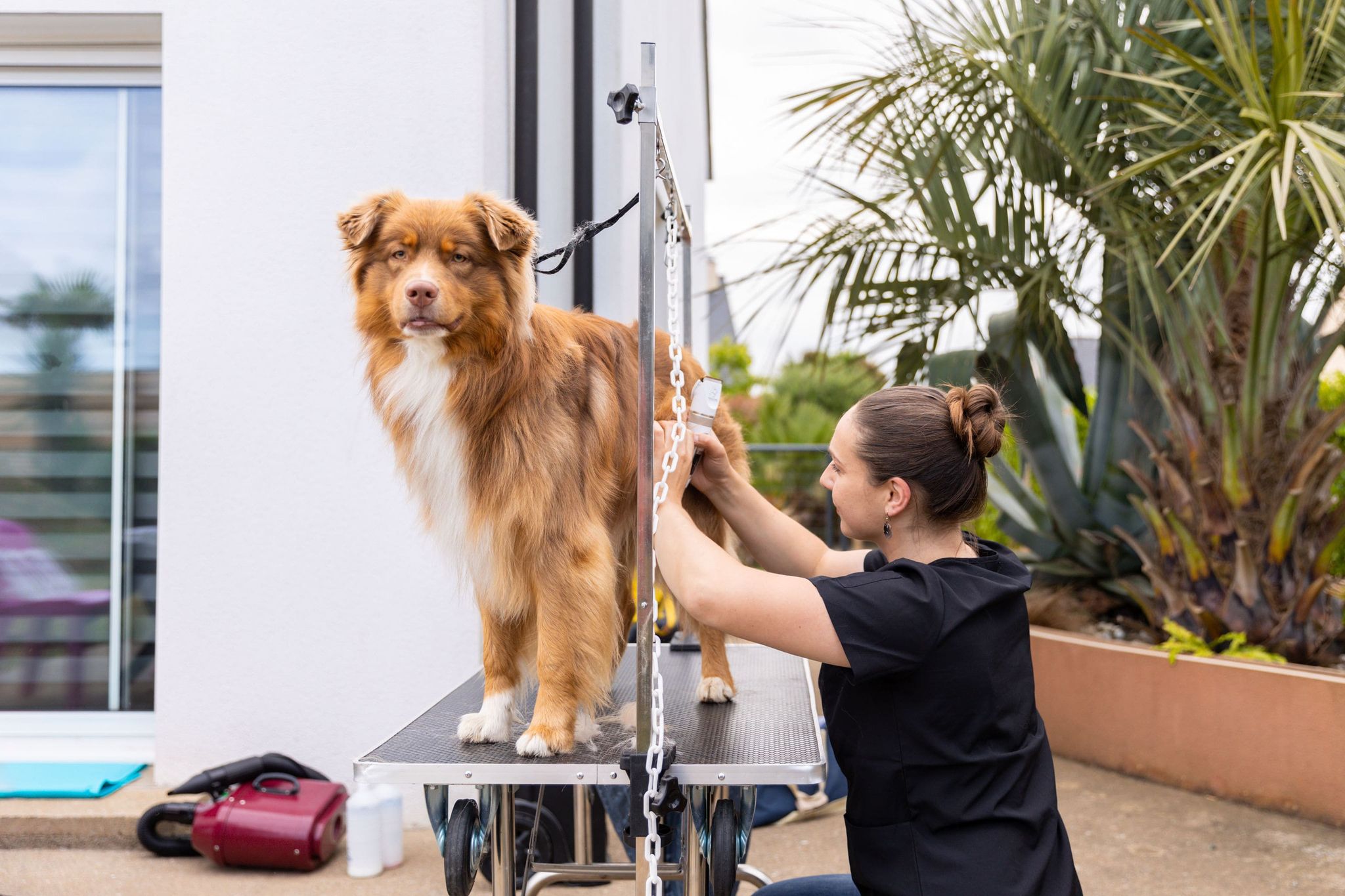 Mathilde toilettant un Berger australien sur sa table de toilettage, dans un jardin