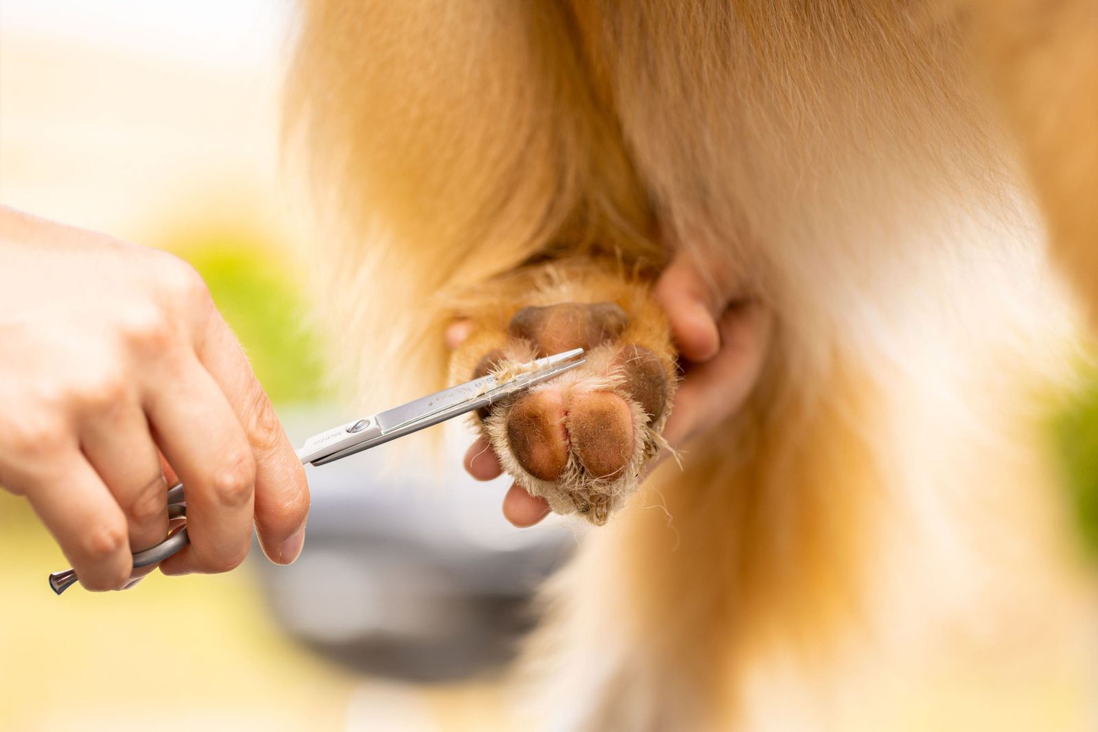 Coupe aux ciseaux des poils entre les coussinets d’une patte